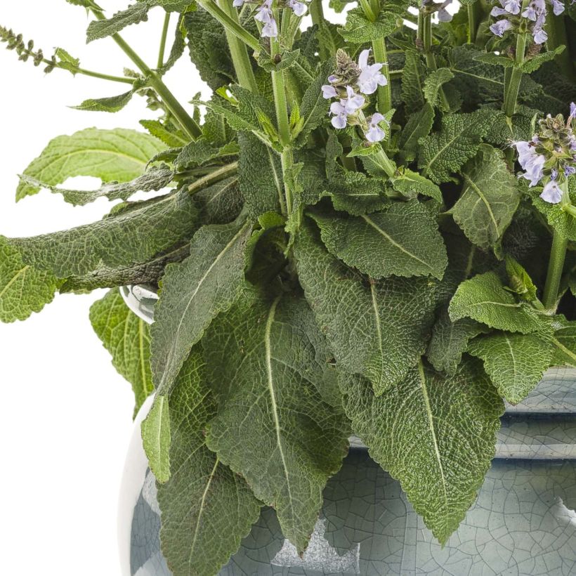 Sauge Crystal Blue - Sauge des bois. (Foliage)