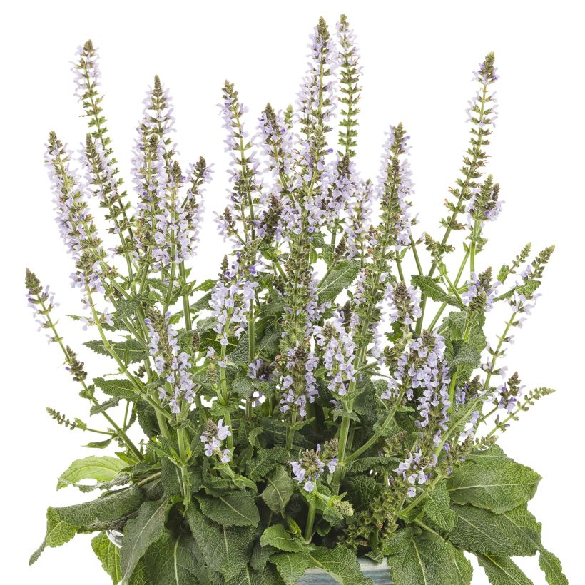 Sauge Crystal Blue - Sauge des bois. (Flowering)