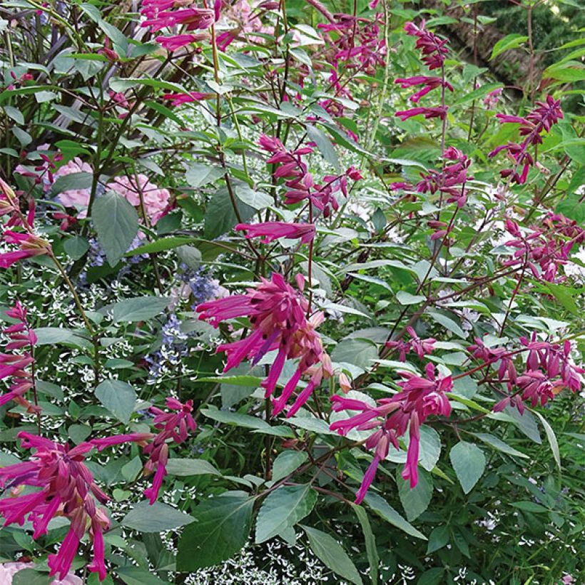 Sauge hybride Love and Wishes  (Plant habit)