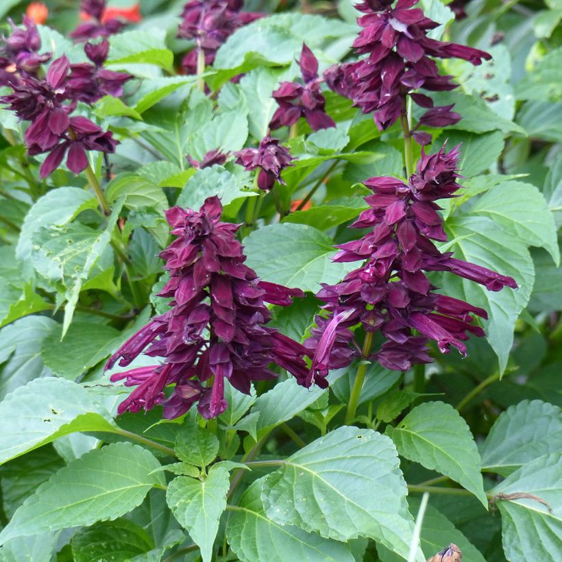 Sauge Gogo Purple (Flowering)