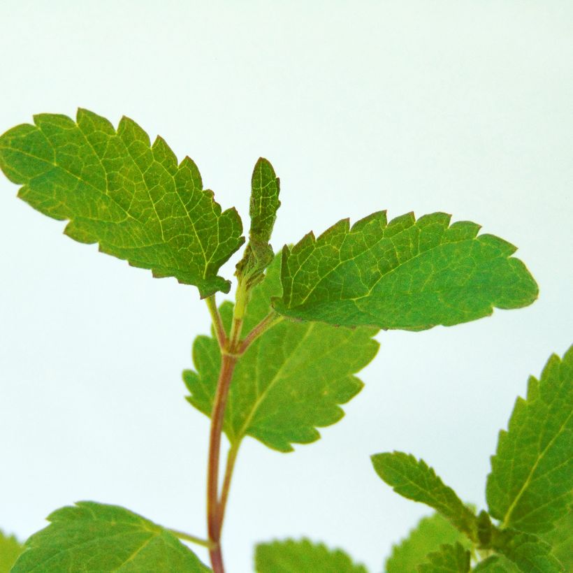 Sauge des marais - Salvia uliginosa (Foliage)