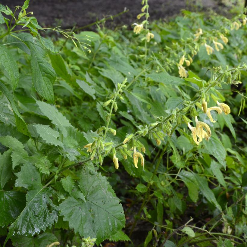 Sauge - Salvia glutinosa (Plant habit)