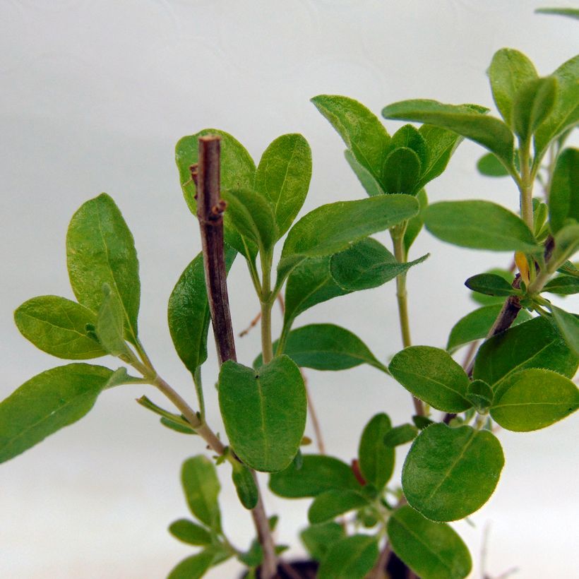 Sauge - Salvia jamensis Sierra San Antonio (Foliage)