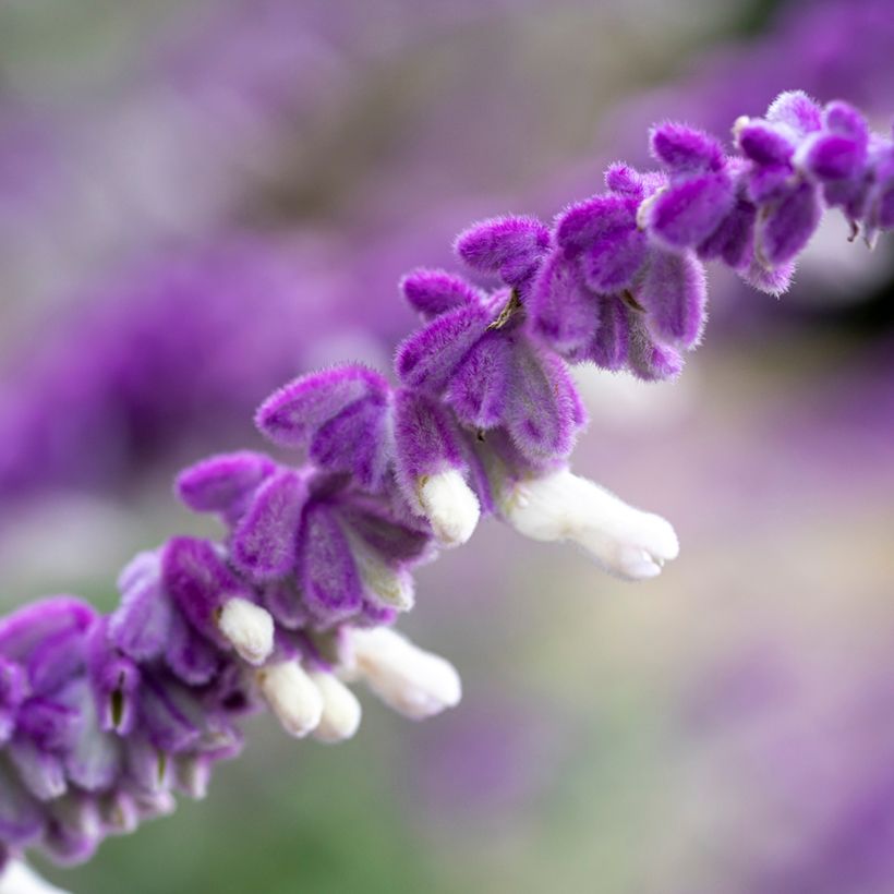 Sauge - Salvia leucantha (Flowering)