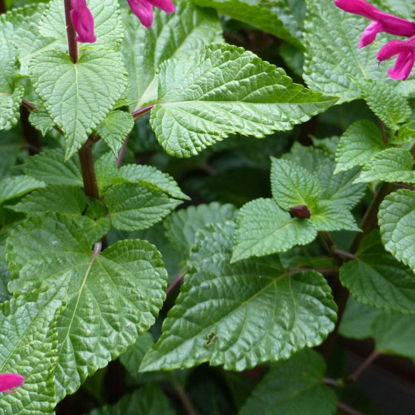 Sauge annuelle Rockin' Fuchsia (Foliage)