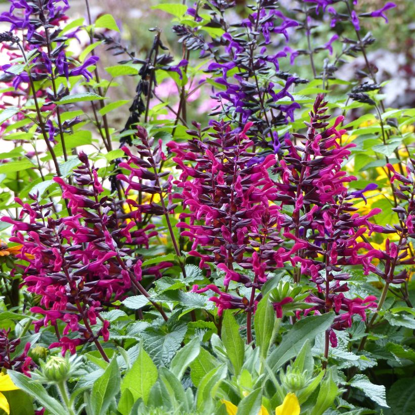 Sauge annuelle Rockin' Fuchsia (Plant habit)