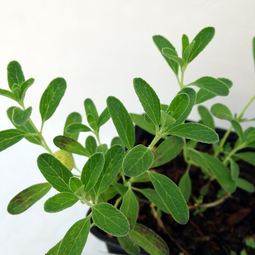 Sauge arbustive Blue Note - Salvia microphylla (Foliage)