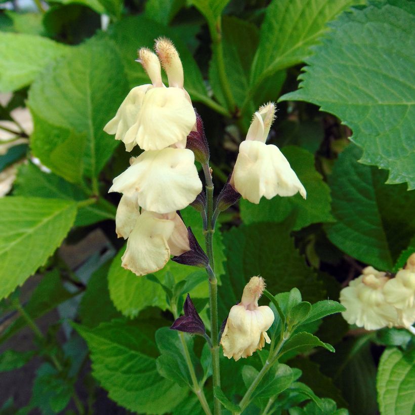 Sauge arbustive Melen - Salvia jamensis (Flowering)