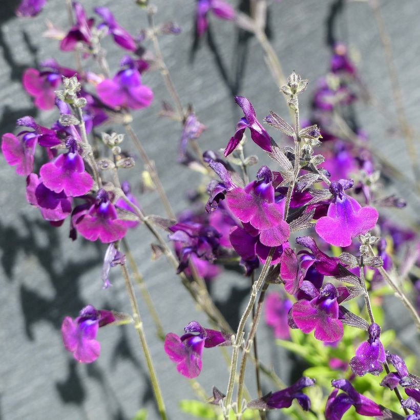 Sauge arbustive Nachtvlinder - Salvia microphylla (Flowering)