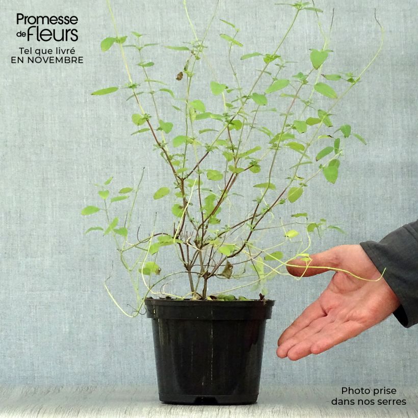 Example of Sauge arbustive Pink Lips (Jeremy) - Salvia microphylla Pot de 2L/3L as you get in automne