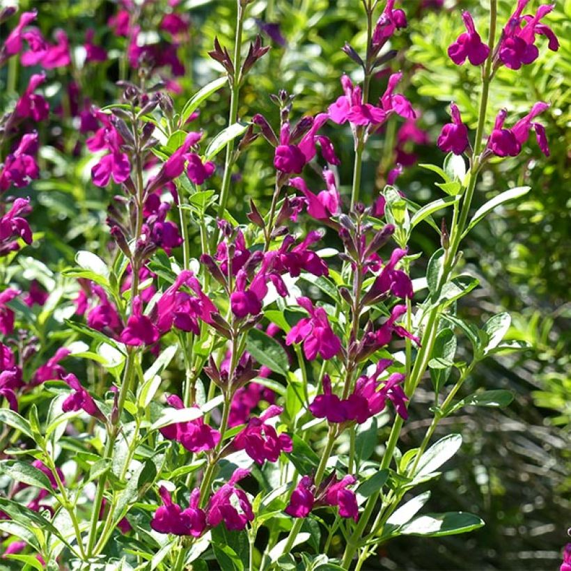 Sauge arbustive - Salvia jamensis Raspberry Royal (Flowering)