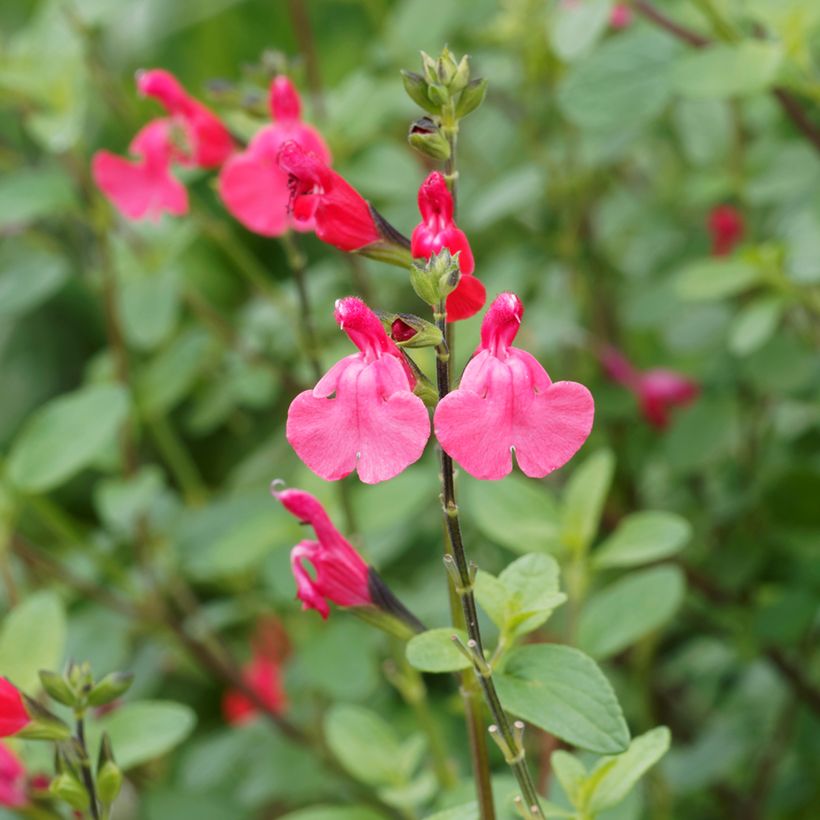 Sauge arbustive - Salvia microphylla grahamii (Flowering)