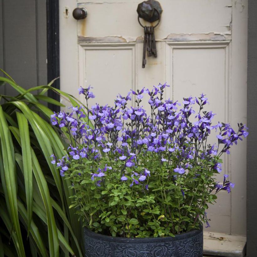 Sauge arbustive So Cool Pale Blue - Salvia microphylla (Plant habit)