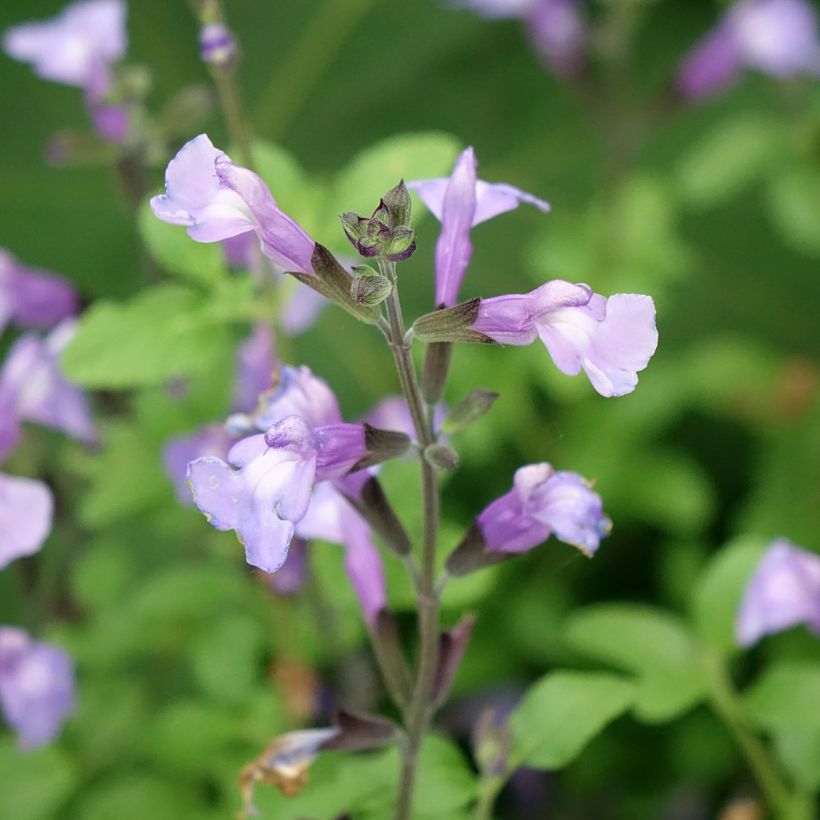 Sauge arbustive So Cool Pale Blue - Salvia microphylla (Flowering)