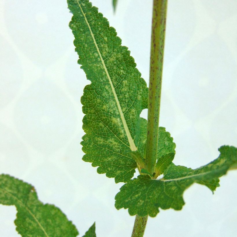 Sauge des bois - Salvia nemorosa Viola Klose (Foliage)