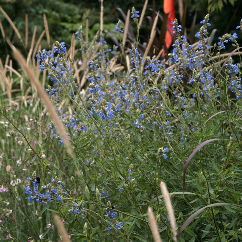 Sauge des marais - Salvia uliginosa (Plant habit)