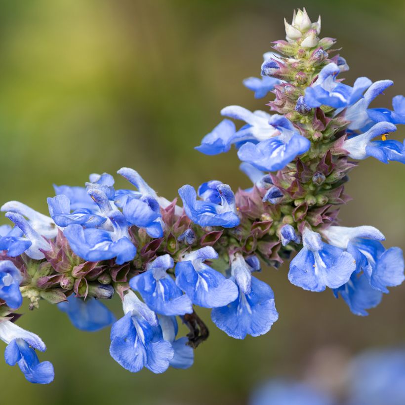 Sauge des marais - Salvia uliginosa (Flowering)