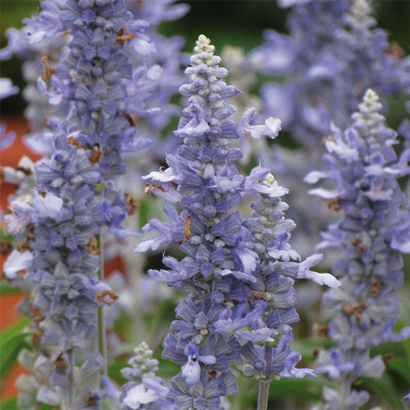 Sauge farineuse Sallyfun Sky Blue (Flowering)