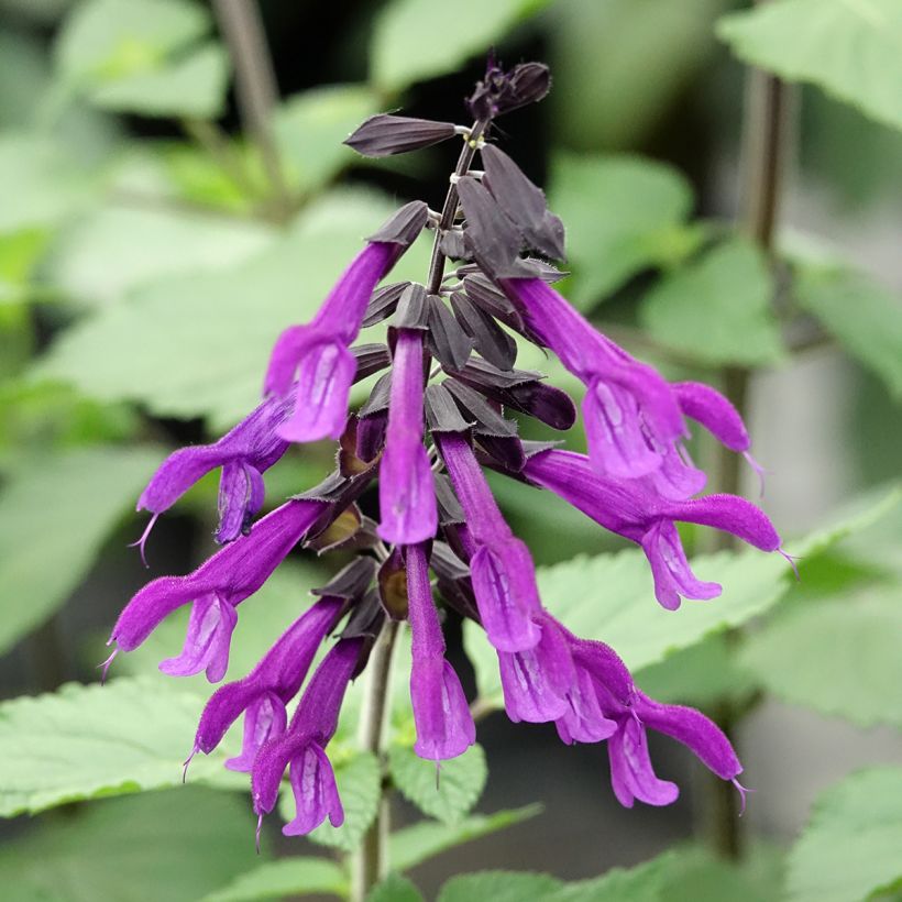 Sauge hybride Amistad violet - Salvia (x) guaranitica (Flowering)