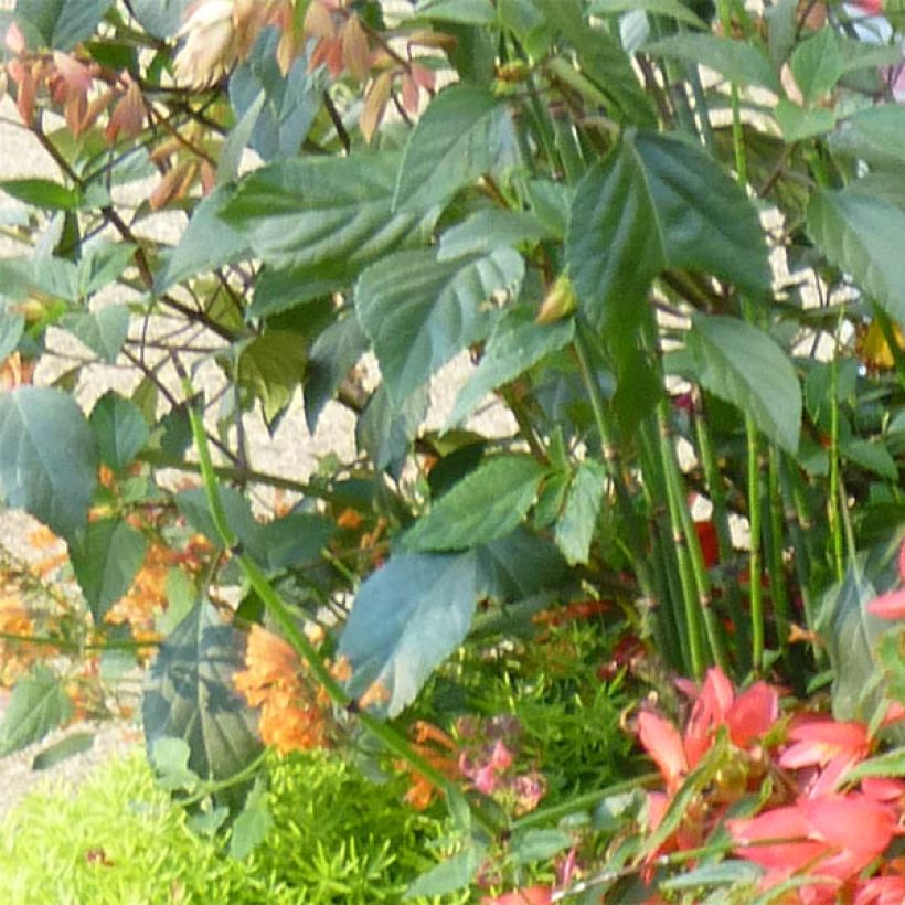 Sauge hybride Ember's Wish (Foliage)