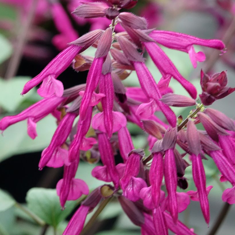 Sauge hybride Love and Wishes  (Flowering)