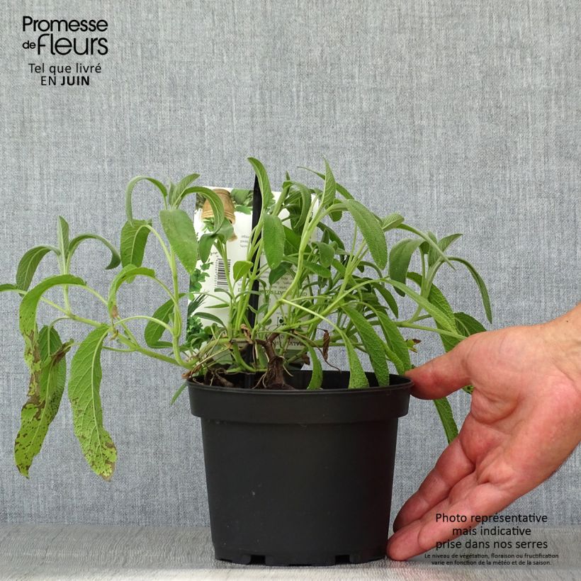 Example of Sauge officinale Elephant Ear - Salvia officinalis Pot de 1,5L/2L as you get in ete