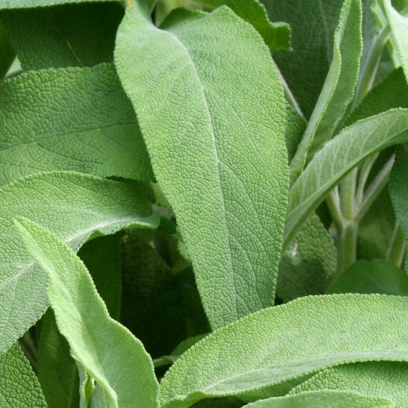 Sauge officinale Elephant Ear - Salvia officinalis (Foliage)