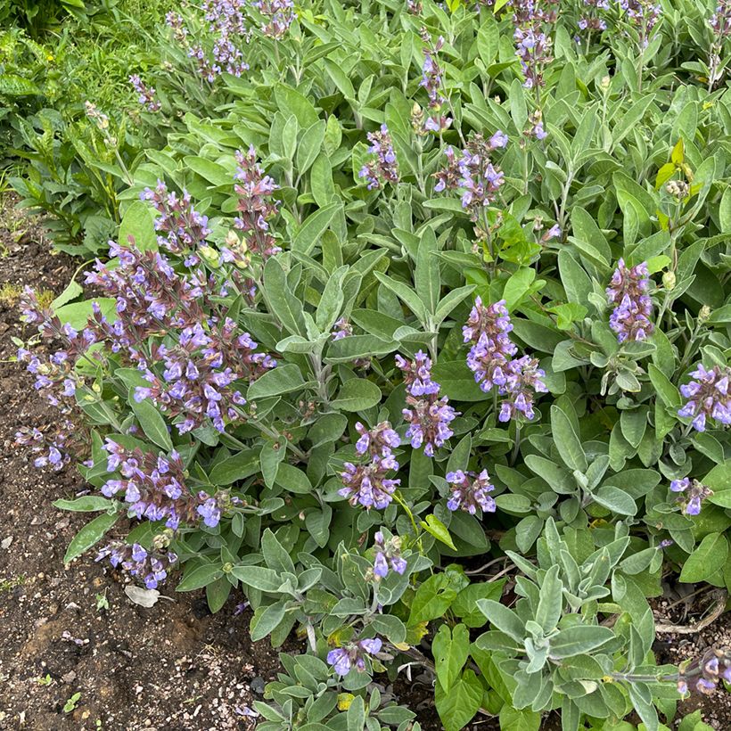 Sauge officinale - Salvia officinalis (Plant habit)