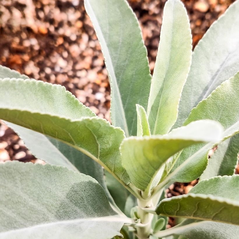 Sauge sacrée blanche - Salvia apiana (Foliage)
