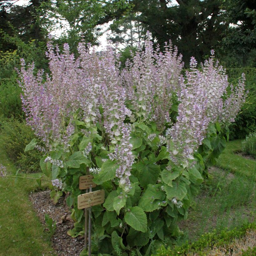 Sauge sclarée - Salvia sclarea (Plant habit)