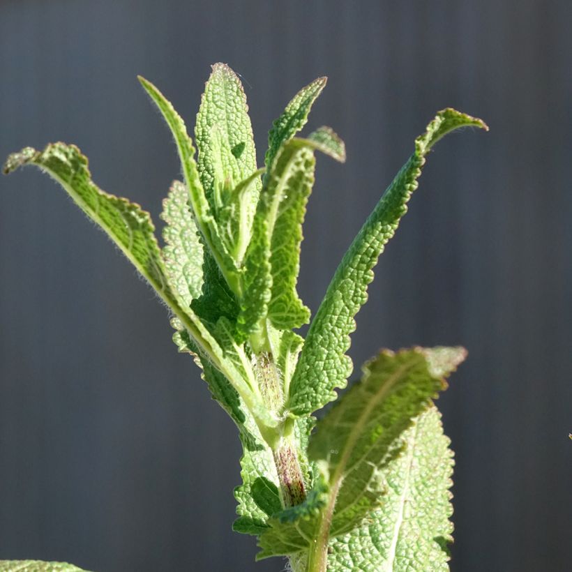 Sauge - Salvia nemorosa Caradonna (Foliage)