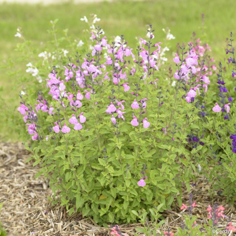 Sauge arbustive Malabar - Salvia jamensis (Plant habit)