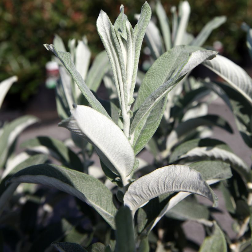 Saule tomenteux - Salix candida Iceberg Alley (Foliage)