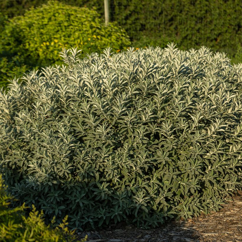 Saule tomenteux - Salix candida Iceberg Alley (Plant habit)