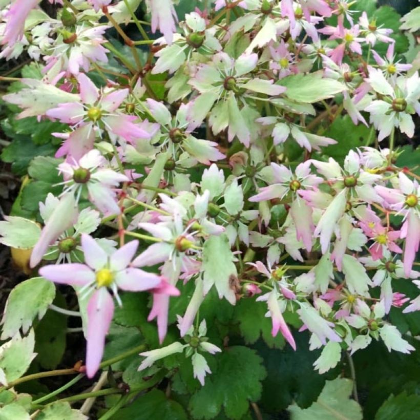 Saxifraga OPERA Lakmé - Saxifrage (Flowering)