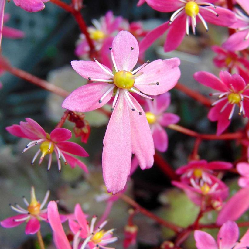 Saxifraga cortusifolia Black Ruby - Saxifrage à feuilles noires (Flowering)