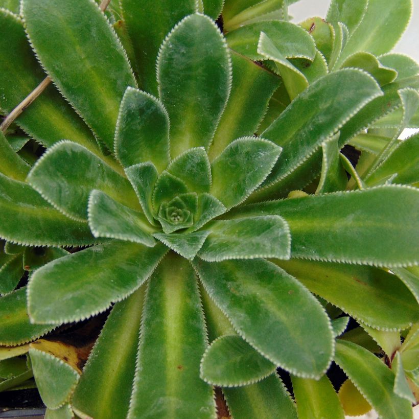 Saxifraga cotyledon Southside Seedling - Saxifrage des montagnes (Foliage)