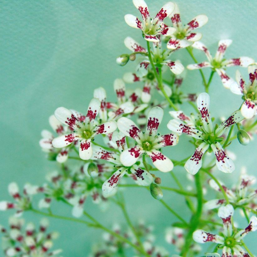 Saxifraga cotyledon Southside Seedling - Saxifrage des montagnes (Flowering)