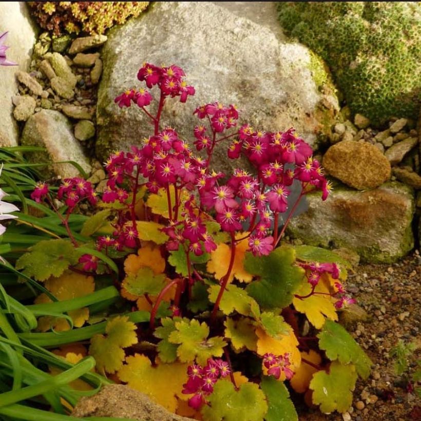 Saxifraga fortunei Gokka - Saxifrage (Flowering)