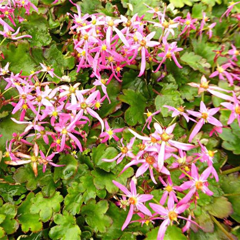 Saxifraga fortunei Sugar Plum Fairy - Saxifrage (Flowering)