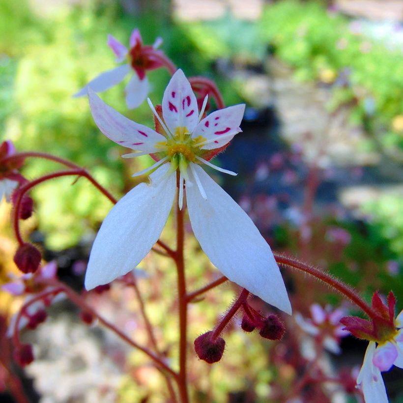 Saxifraga stolonifera Cuscutiformis - Saxifrage à stolons (Flowering)