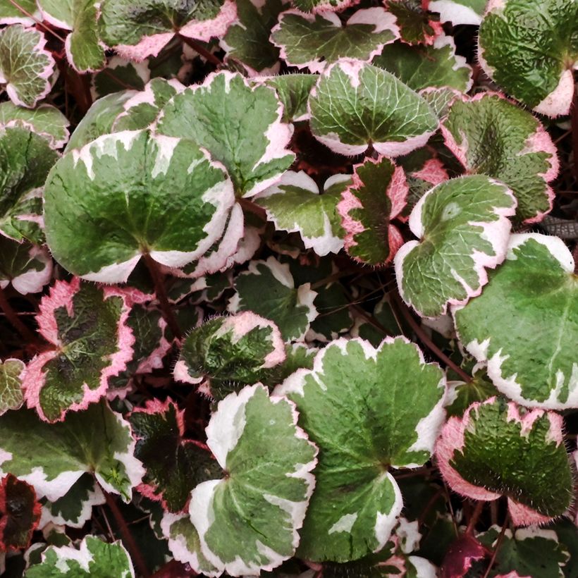 Saxifraga stolonifera Variegata - Saxifrage araignée (Foliage)