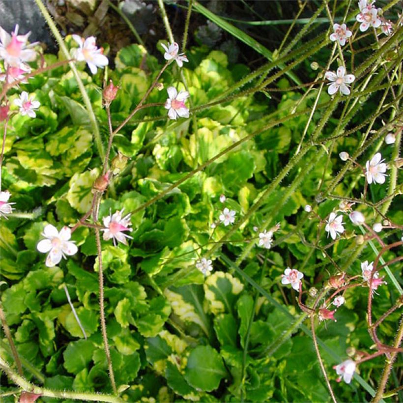 Saxifraga umbrosa Variegata  (Flowering)