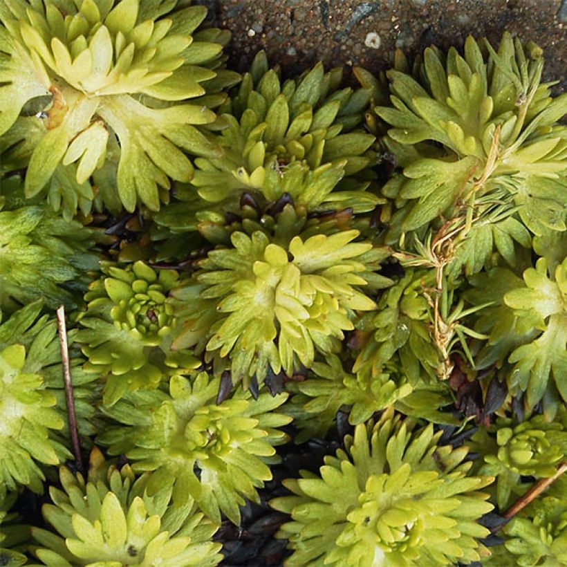 Saxifraga x arendsii Pixie - Saxifrage mousse (Foliage)