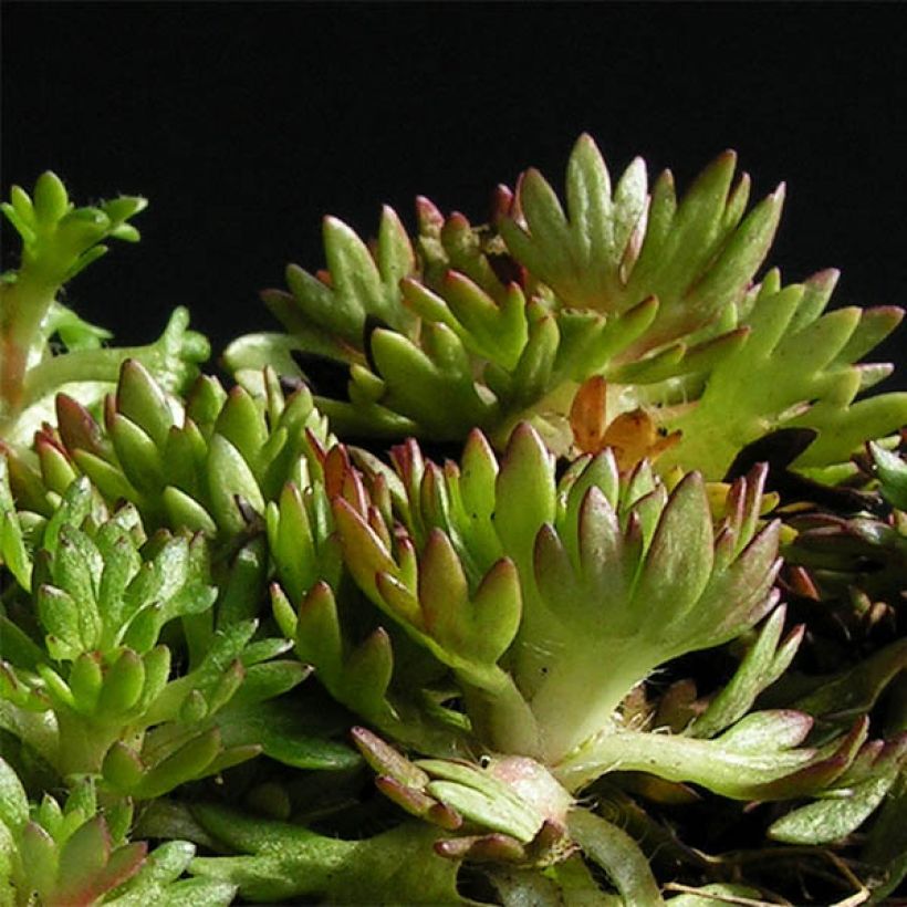 Saxifraga x arendsii Pixie - Saxifrage mousse (Plant habit)