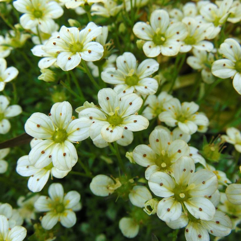 Saxifrage arendsii Pixie White - Gazon Turc (Flowering)