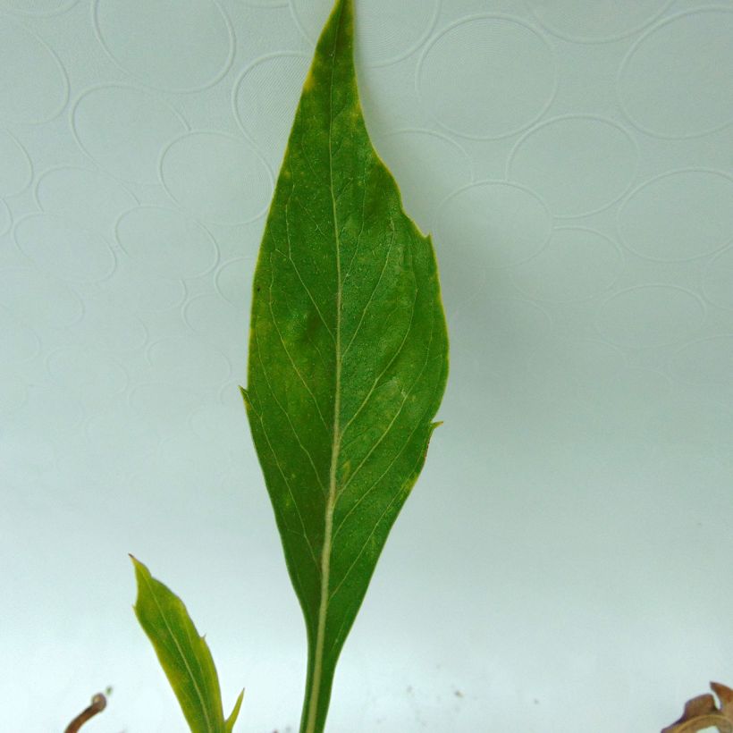 Scabieuse du Caucase - Scabiosa caucasica Alba (Foliage)