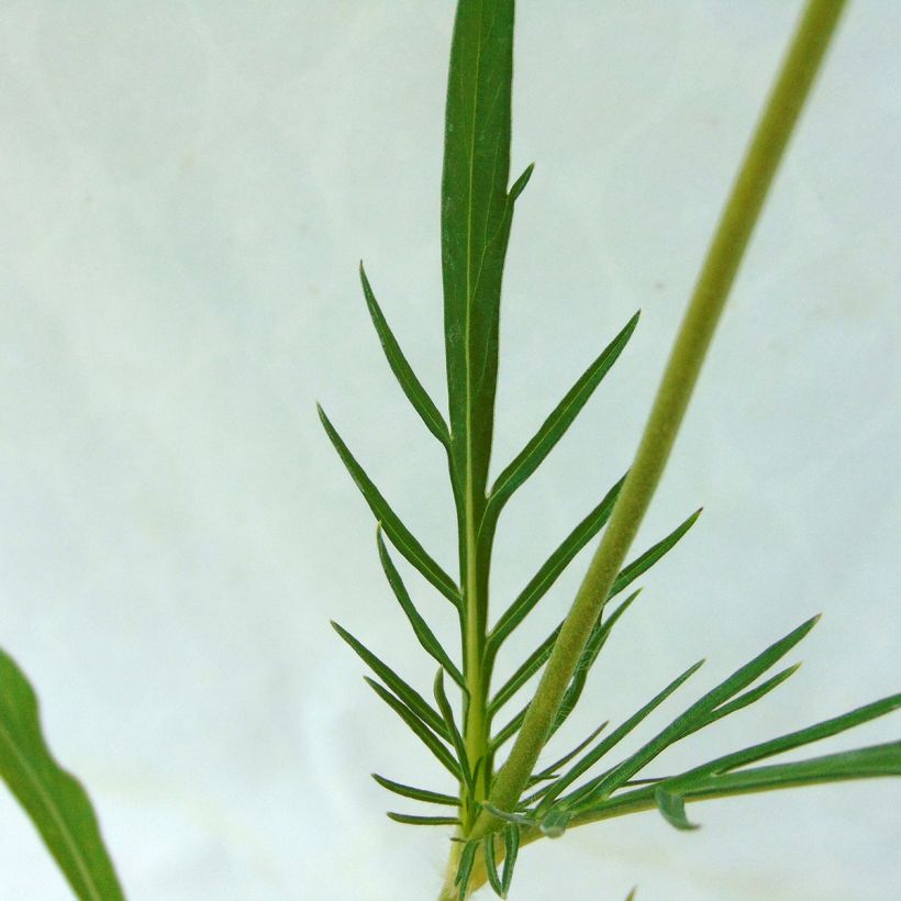 Scabieuse du Caucase - Scabiosa caucasica Perfecta (Foliage)