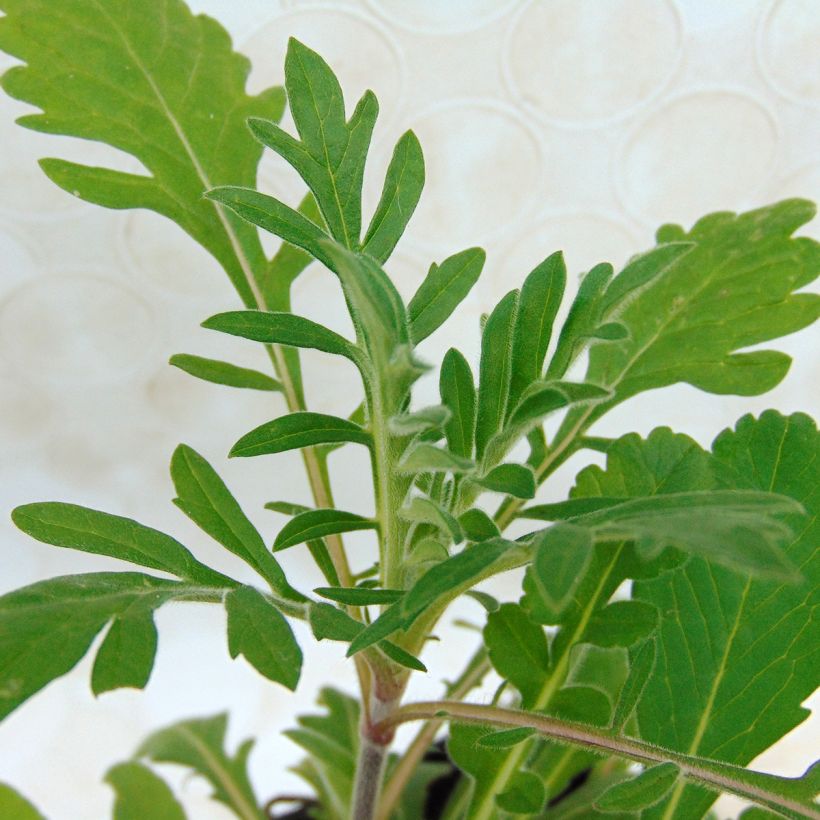 Scabieuse jaune - Scabiosa ochroleuca (Foliage)