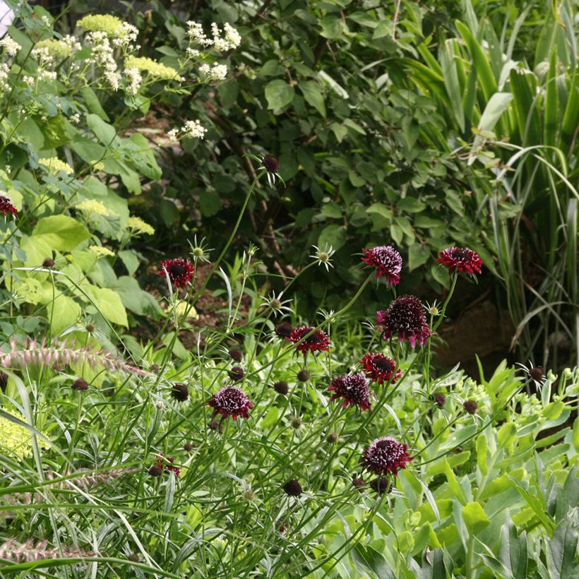 Scabieuse noire - Scabiosa Chile Black (Plant habit)